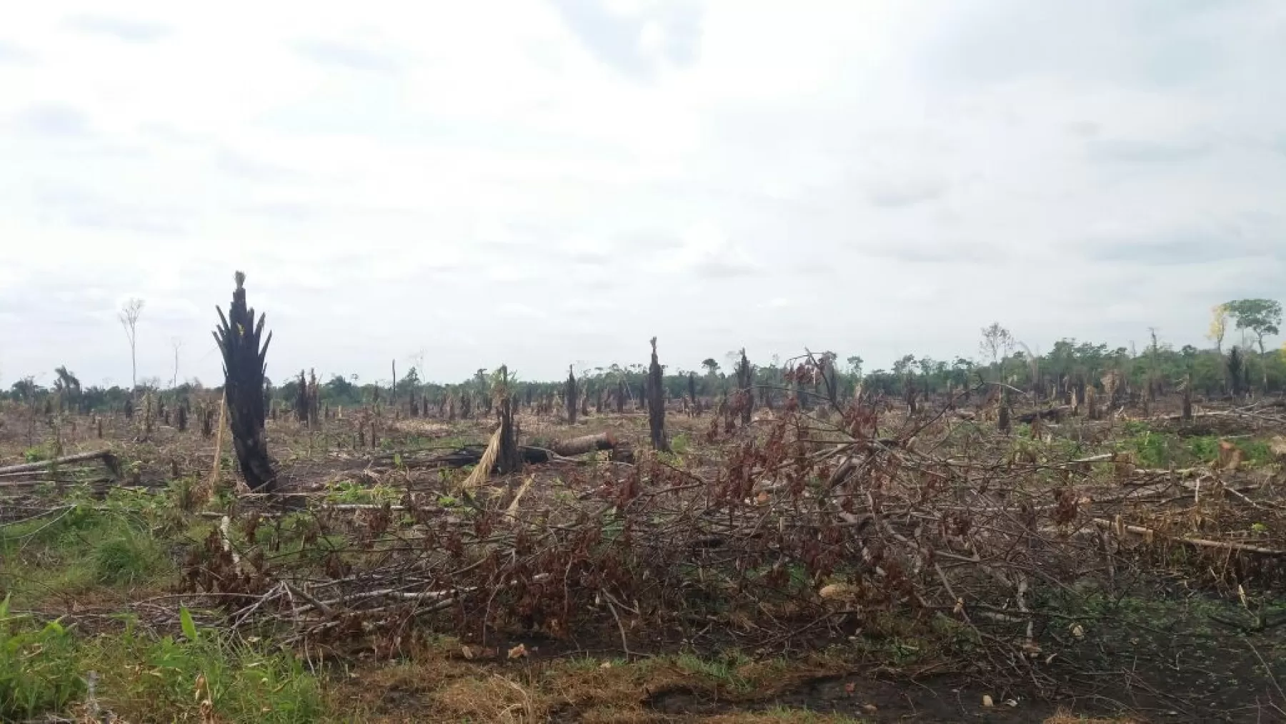 Ciudadanos denuncian la tala indiscriminada en la vereda La Reserva, Acacias I del municipio de Arauquita y la vereda Caño Limón, del municipio de Tame.